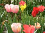 tulip 1.jpg